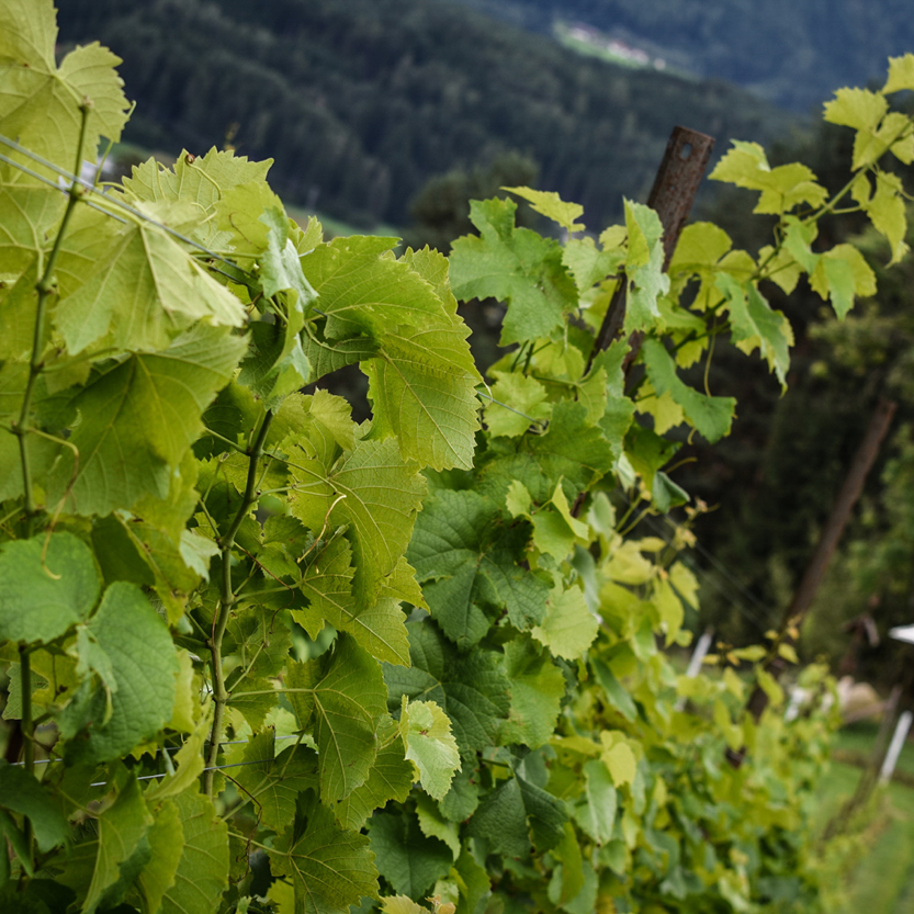 Unser Weingut im Pustertal - Südtirol